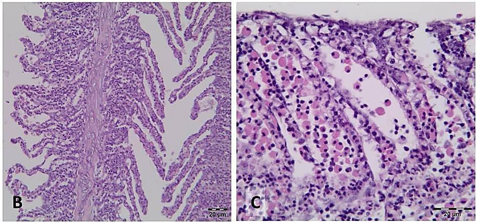 Fukuda et al.