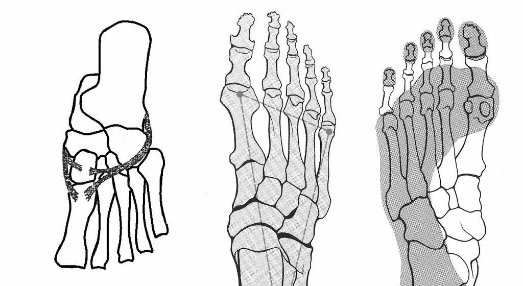 22 12) Arcus pedis longitudinalis et transversalis (LÁBBOLTOZATok) - 3 pontra támaszkodó láb elve: tuber calcanei + I. és V.