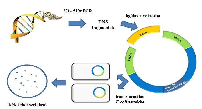 A vektorokat kompetens TOP10 Escherichia coli sejtekbe (Invitrogen, USA) történő transzformálásának menete: A ligálási reakciómixből 50 μl kompetens sejthez 3μl ligátumot adtunk, majd jégen 20