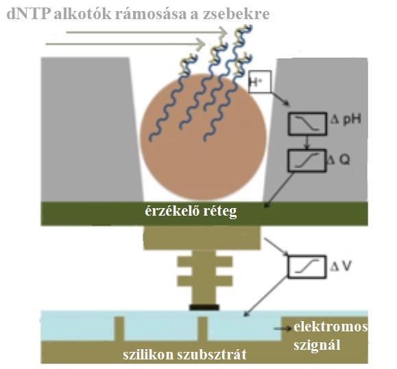 hidrogén ion szabadul fel (3.6. ábra). Az félvezető alapú szekvenálás a felszabaduló hidrogénion okozta változások mérésén alapul.