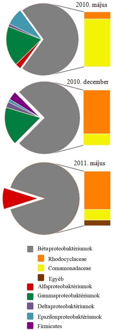 A összes klón 5%-a a Rhodocyclaceae családba tartozó Azoarcus PbN1-es törzzsel mutatott közeli rokonságot, a mikroorganizmust 1995-ben izolálta Rabus és Widdel.