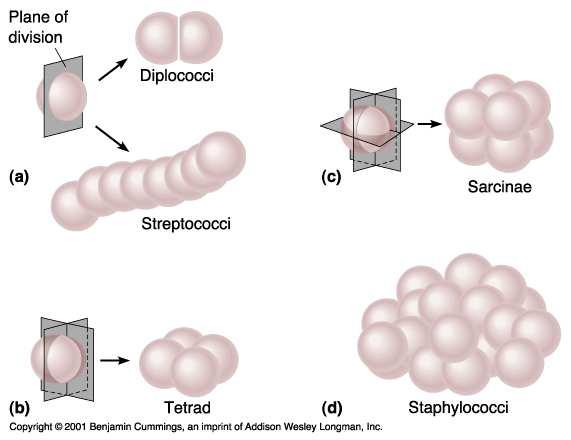 A baktériumok alaktana A baktériumok alakja: genetikailag meghatározott osztályozásuk alapját képezi Fiatal baktériumok 3 forma gömb coccus pálca bacillus spirális 2007 61 62 Mikroszkópos