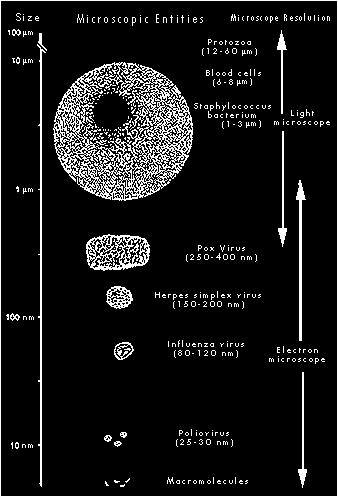 Mikroorganizmusok méretei Mikroszkópok típusai Fir de nisip Mikroszkóp Sötét látóteres mikroszkóp Fluoreszcens mikroszkóp Elektronmikroszkóp Nagyítás Optikai mikroszkóp x1000 Pásztázó