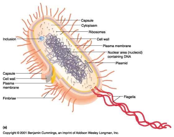 Baktériumok felépítése Baktériumok prokarióta mikroorganizmusok Nincs maghártyájuk Egy kromoszómát tartalmaznak 32 Eukarióta sejt Prokarióta sejt A baktériumsejt felépítése Endoplazmatikus retikulum