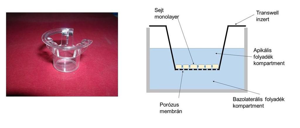 7. ábra A Transwell membrán (saját kép és ábra) 4.