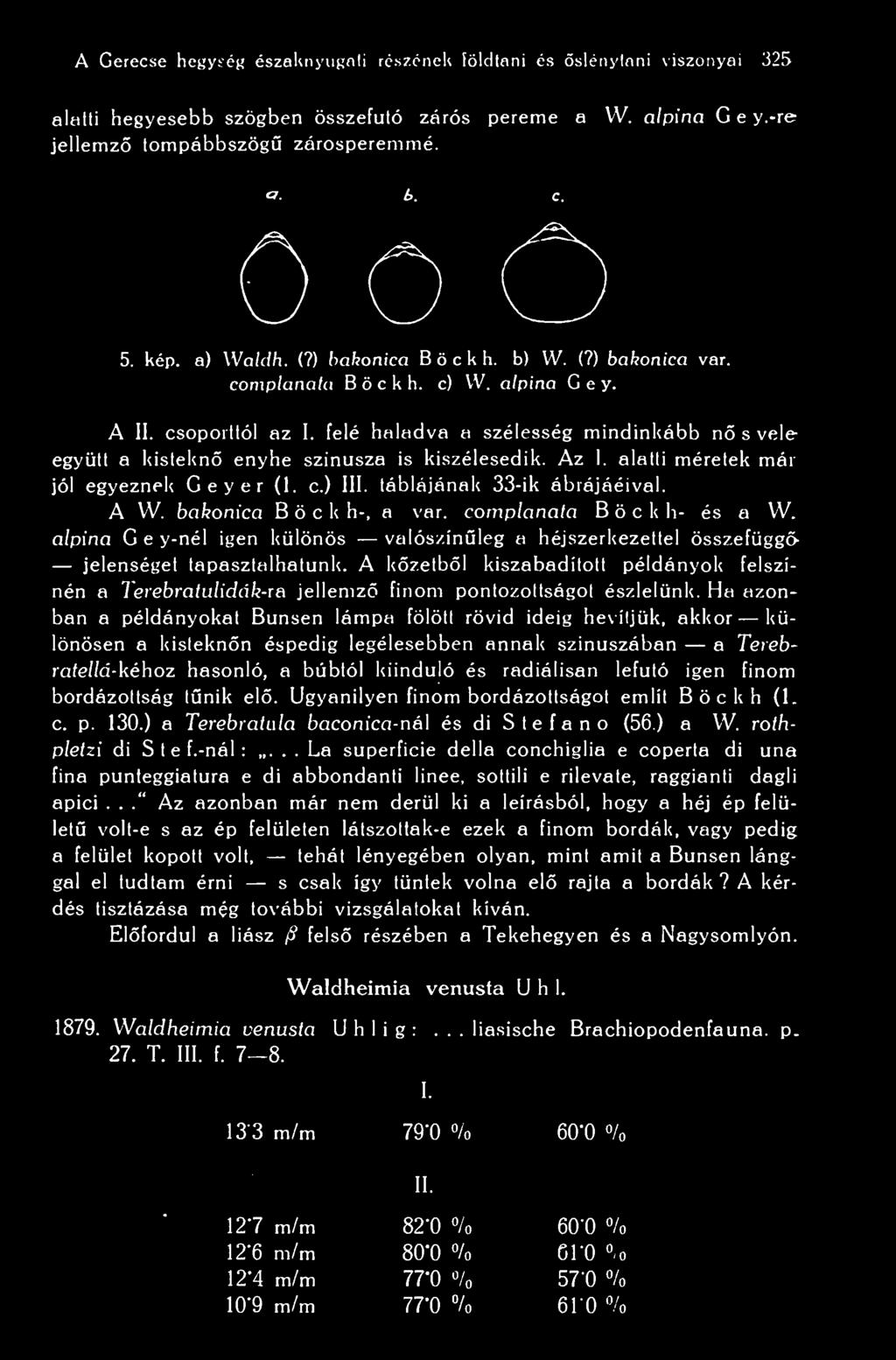 felé haladva a szélesség mindinkább n s vele együtt a kistekn enyhe szinusza is kiszélesedik. Az I. alatti méretek már jól egyeznek Geyer (1. c.) III. táblájának 33-ik ábrájáéival. A W.