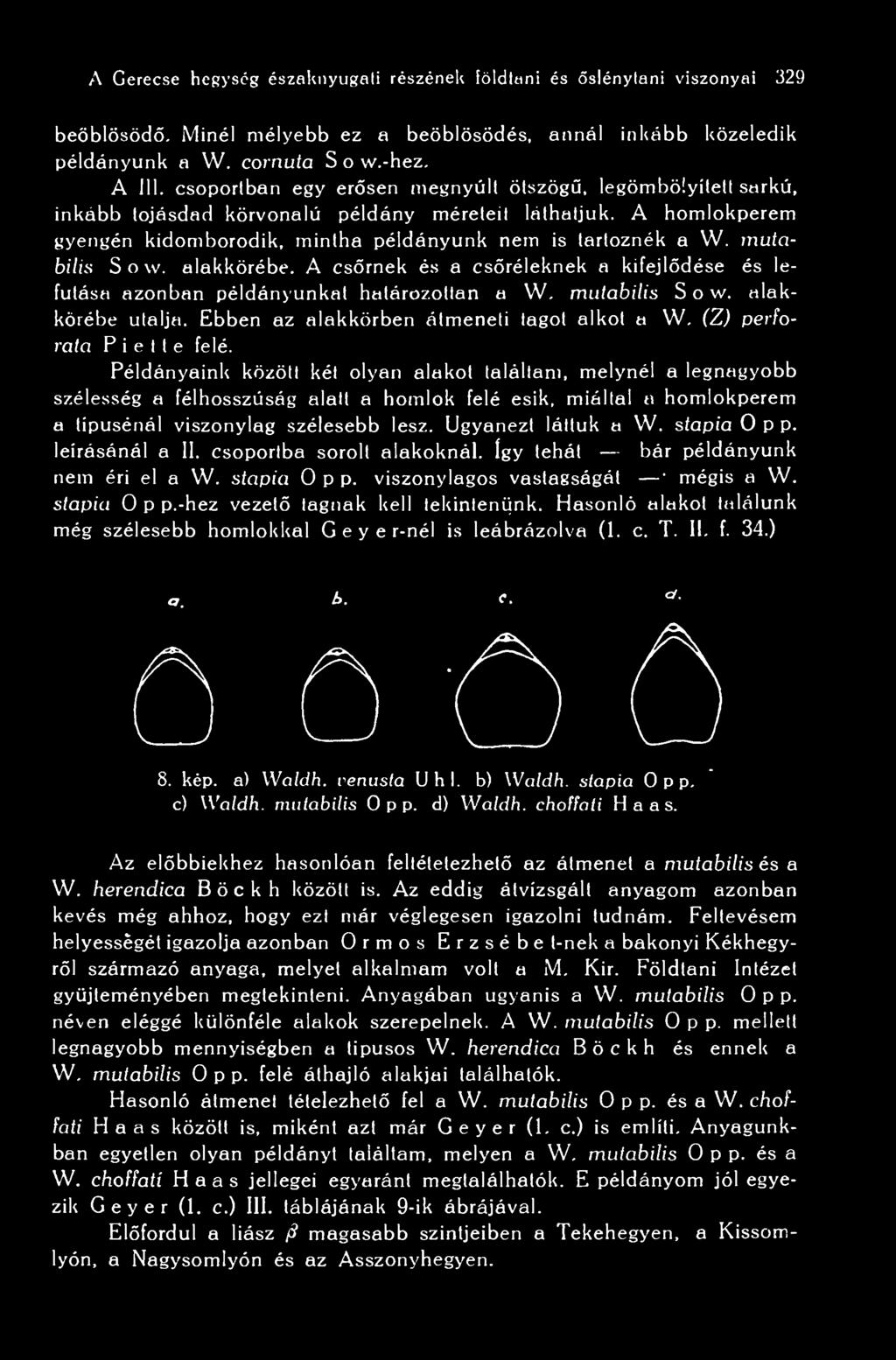 mutabilis S o w. alakkörébe. A csrnek és a csréleknek a kifejldése és lefutása azonban példányunkat határozottan a W. mutabilis S o w. alakkörébe utalja. Ebben az alakkörben átmeneti tagot alkot a W.