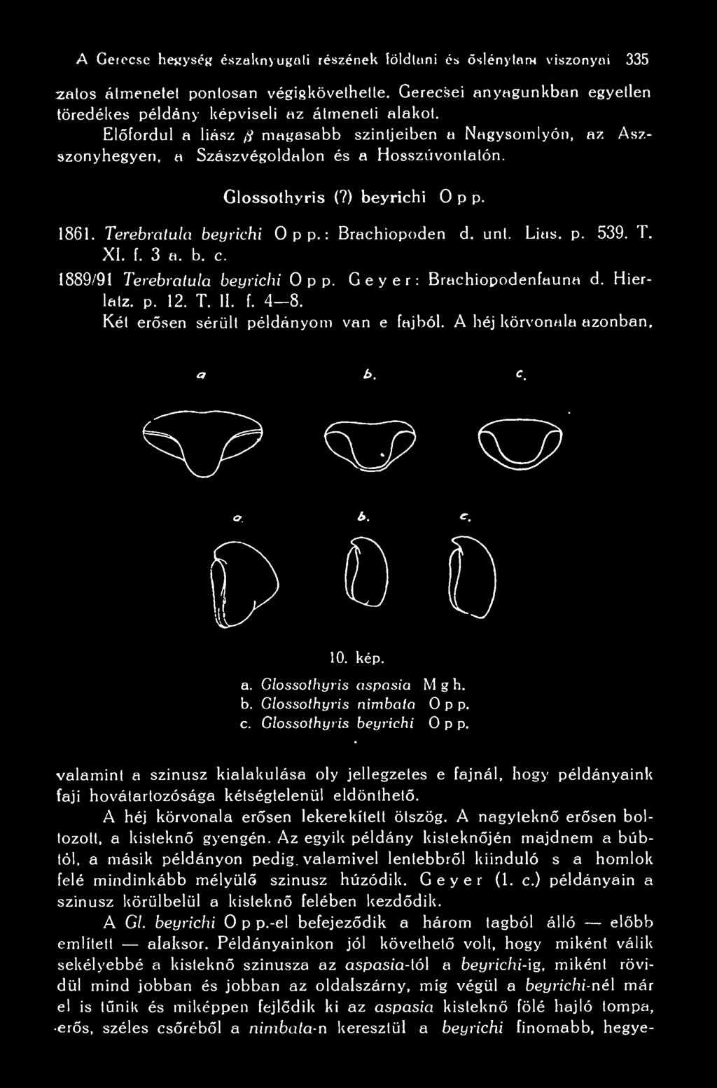 unt. Lias. p. 539. T. XI. f. 3 a. b. c. 1889/91 Terebratula beyrichi Opp. Geyer: Brachiopodenfauna d. Hierlatz. p. 12. T. 11. f. 4-8. Kél ersen sérült példányom van e fajból. A héj körvonala azonban.