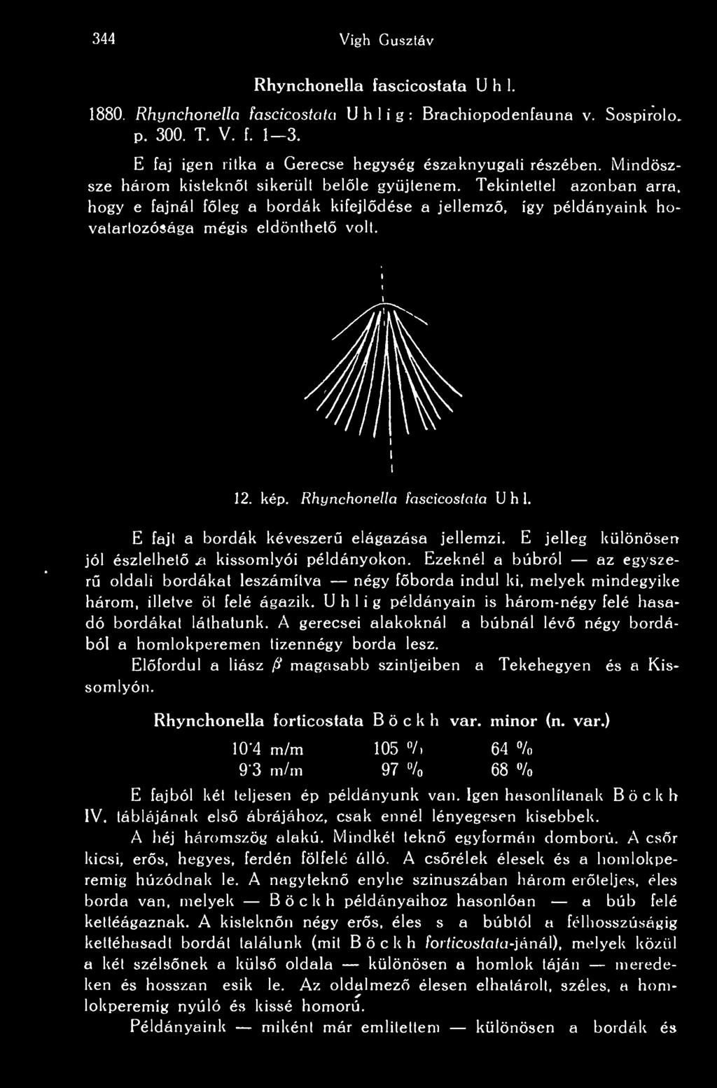 hogy e fajnál fleg a bordák kifejldése a jellemz, így példányaink hovatartozósága mégis eldönthet volt. i 12. kép. Rhynchonella fascicostata U h 1. E fajt a bordák kéveszer elágazása jellemzi.