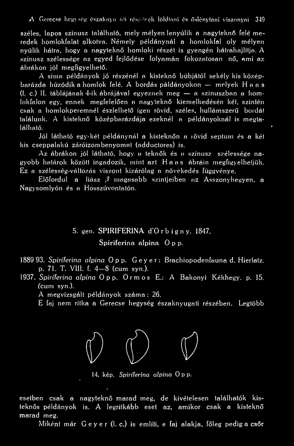 A szinusz szélessége az egyed fejldése folyamán fokozatosan n, ami az ábrákon jól megfigyelhet. A sima példányok jó részénél a kislekn búbjától sekély kis középbarázda húzódik a homlok felé.