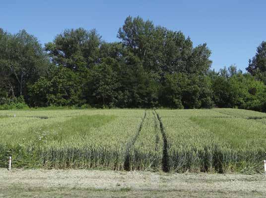 4 2. ábra: Kalászos gyomirtó szerek hatása a mezei acat gyökerének hosszára a kezelést követő 118. napon (cm) Crop Research Institute, Prága, 12.