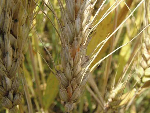 A legnagyobb termésmentés (2,4 t/ha) a legnagyobb szeptória fertőzöttség (8, ) mellett következett be. Ezek a betegségek a nem mindennapi téli és tavaszi klimatikus viszonyoknak köszönhetőek.