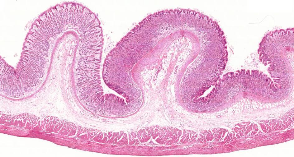 Fundus-corpus (1) ruga tunica mucosa: epithelium lamina propria lamina muscularis mucosae tela