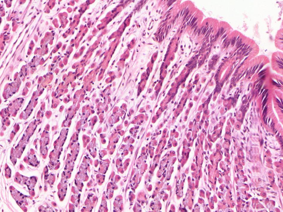 felszíni nyáktermel sejtek Fundus-corpus (3) mellék- és pótlósejtek fed