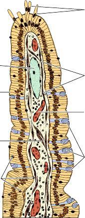 Bélboholy elöreged enterocyták centrális chylus-ér (nyirokér) enterocyták kutikula