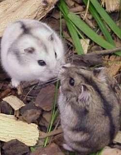 Finde die Eigenschaften der Tiere, die in den Texten vorgestellt sind! Text A Calități.