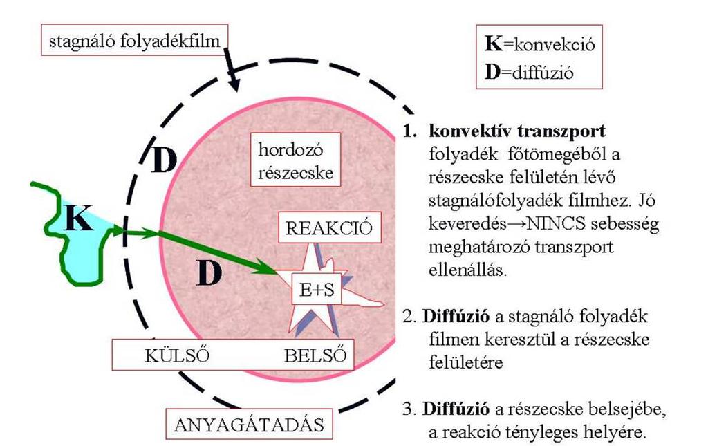 Rögzített enzimek kinetikája REAKCIÓ E+S 19 Rögzített enzimek Oldott enzimek Előnyök Hátrányok Rögzített enzimek Előnyök Hátrányok * Homogén rendszer * Előkészítés nincs * Csak reakció-rezsim van *