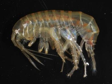Gammarus duebeni Gammarus duebeni nevű bolharák petéiből a tenyészidőszak elején főleg hímek, míg később főleg nőstények fejlődnek.
