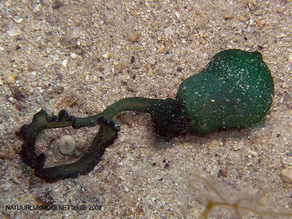 Nem meghatározás: hova kerül a lárva Bonellia viridis