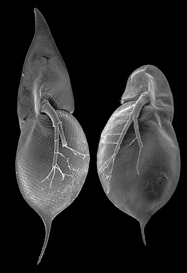Daphnia Predátor jelenlétében sisakos morfológia A predátorok által