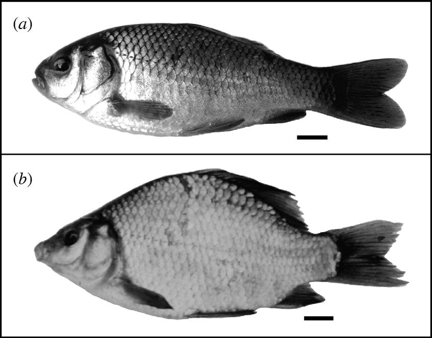 Széles kárász (Carassius carassius) alakjai (a) predátor nélkül és (b) predátor