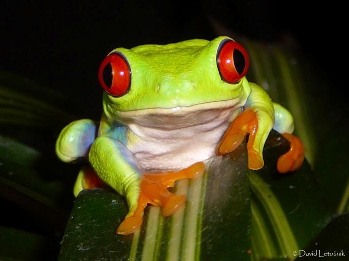 Predátor indukált korai kelés vörösszemű levelibéka (Agalychnis callidryas) http://sites.bu.