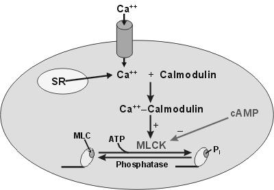 A SIMAIZOM ÖSSZEHÚZÓDÁSÁNAK BIOKÉMIÁJA Feszültségfüggő Ca-csatorna IP 3 receptor ENDOTHELIUM EREDETŰ RELAXÁLÓ FAKTOR