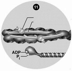 10. A troponin-tropomiozin complex elmozdul és felfedi a