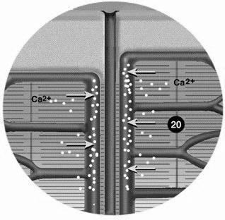 Calcium ionok visszavételre kerülnek a