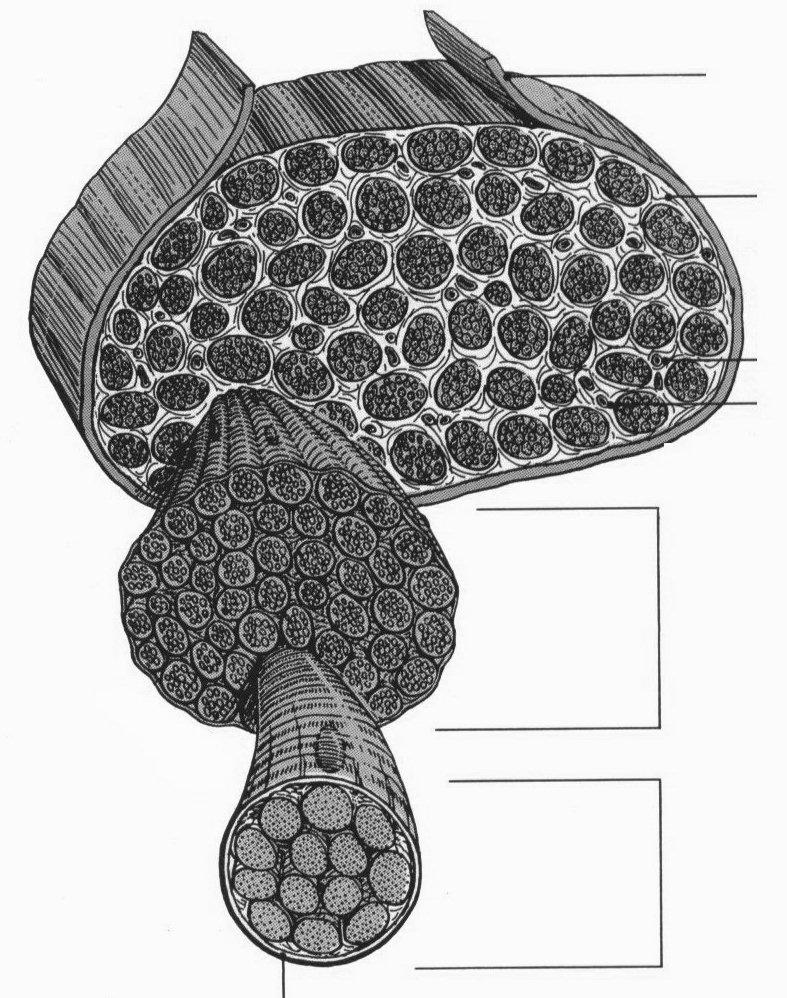 epimysium (az egész izmot veszi körül) perimysium (az