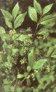 Cseres -