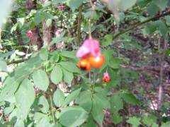 (Quercus