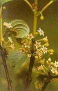tomentosa)
