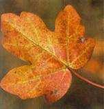 72 - hatás: C-kibocsátás, talaj NH 4+ és N-tartalom csertölgy (Quercus cerris) Ion-mediated enhancement