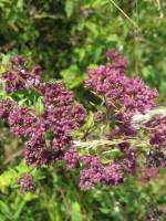 Correlations between genetic, morphological, and chemical diversities in a germplasm collection of the medicinal plant Origanum vulgare L. (Azizi et al.