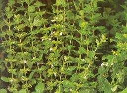 polimorfizmus - karvakrol-tartalom / hajtás átmérője szurokfű (Origanum vulgare) citromfű (Melissa officinalis) Comparison of the quality of Melissa