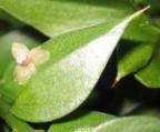 (Arum