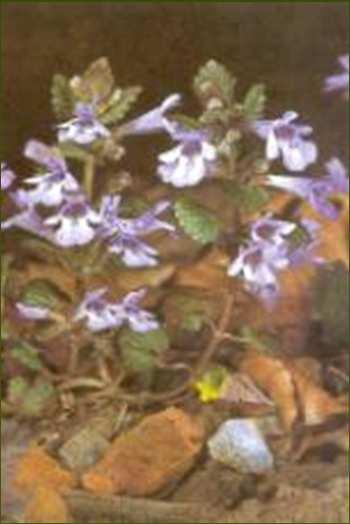 illatos ibolya