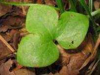 (Asperula