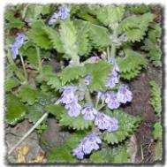 (Hepatica