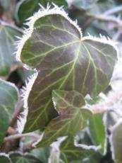 hederacea) 
