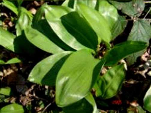 bulbifera)