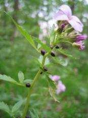 ursinum)