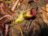 (Fagus
