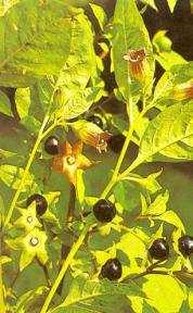 (Asarum