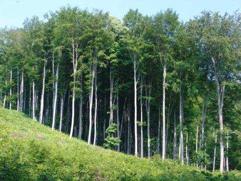 Mészkerülő (gyertyános-)tölgyesek, bükkösök - extrazonális