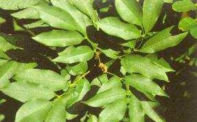 (Quercus