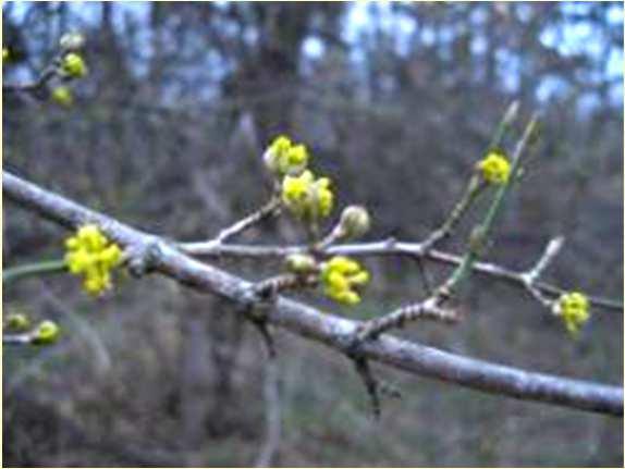 (Fraxinus ornus)