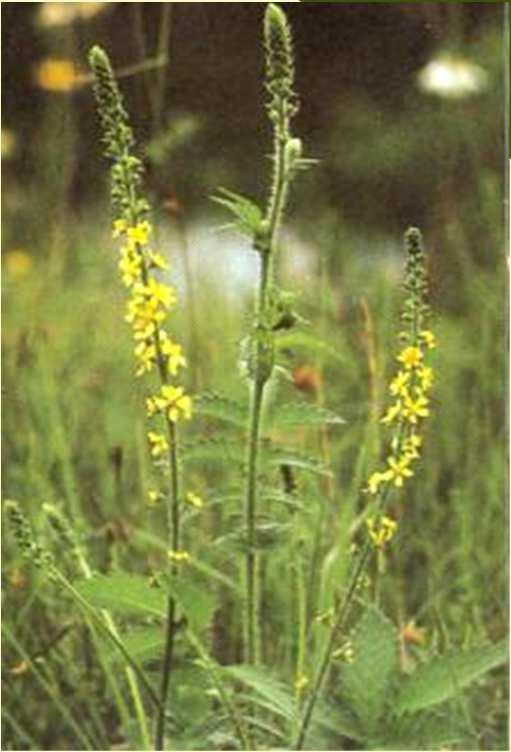 (Agrimonia