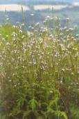 (Sanguisorba